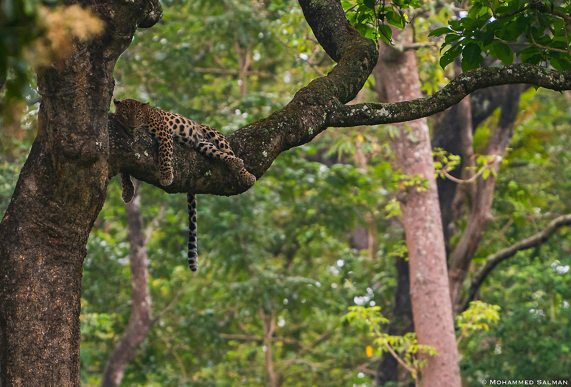 A leopard || Kabini || Aug 2020<br />
<a href="https://www.facebook.com/MohammedSalmanPics/" rel="nofollow">https://www.facebook.com/MohammedSalmanPics/</a> Leopard,Panthera pardus