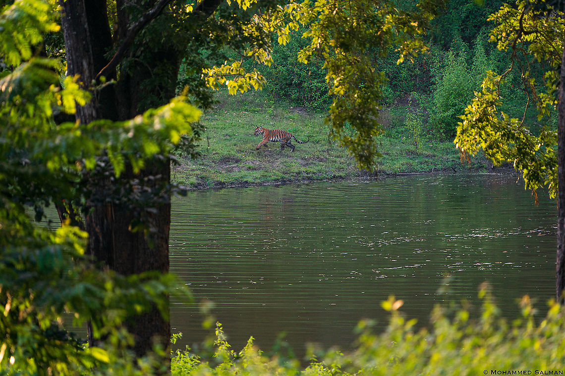 Tiger habitat || Kabini || Sept 2020 Bengal tiger,Panthera tigris tigris
