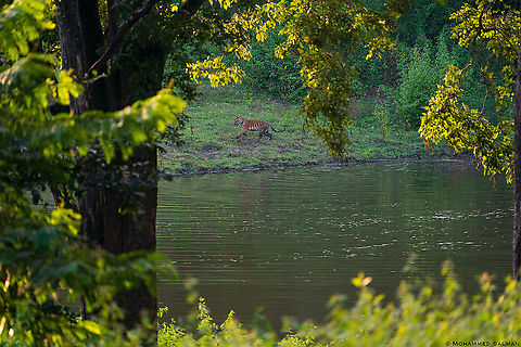 Tiger habitat || Kabini || Sept 2020 Bengal tiger,Panthera tigris tigris