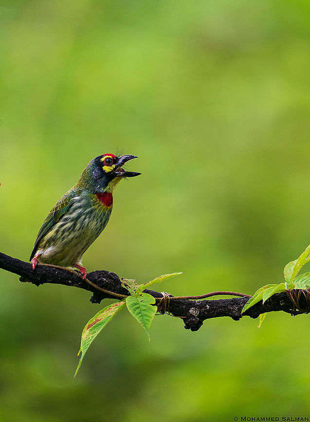 Call of the coppersmith barbet || Bangalore || Sept 2020<br />
<a href="https://www.facebook.com/MohammedSalmanPics/" rel="nofollow">https://www.facebook.com/MohammedSalmanPics/</a> Psilopogon haemacephalus,copper smith barbet