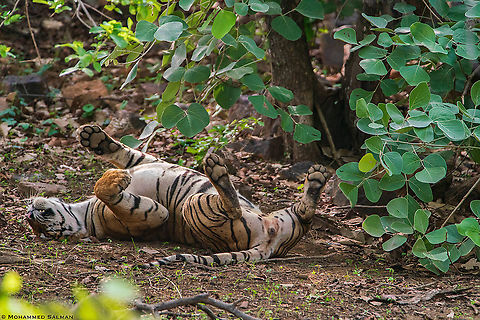 Catnap || Ranthambhore || June 2019
https://www.facebook.com/MohammedSalmanPics/ Bengal tiger,Panthera tigris tigris