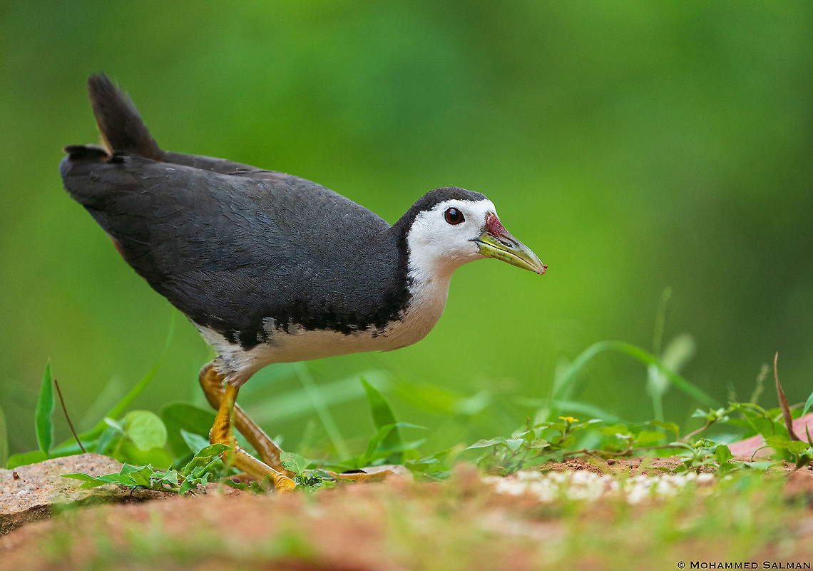 White-breasted Waterhen || Bangalore || Sept 2020<br />
<a href="https://www.facebook.com/MohammedSalmanPics/" rel="nofollow">https://www.facebook.com/MohammedSalmanPics/</a> Amaurornis phoenicurus,White-breasted waterhen