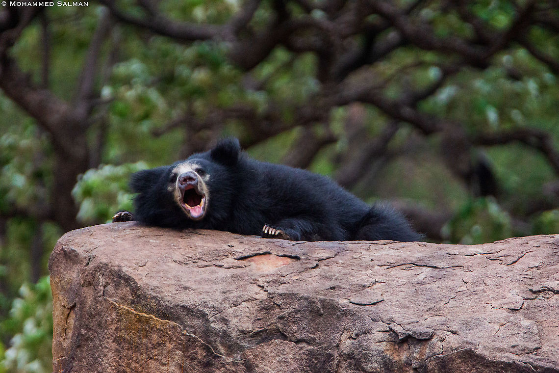 Call of the sloth bear || Daroji || July 2018 Melursus ursinus,Sloth bear