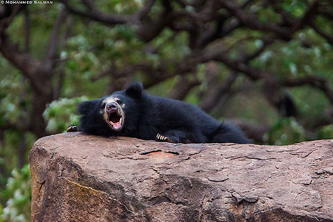 Call of the sloth bear || Daroji || July 2018 Melursus ursinus,Sloth bear