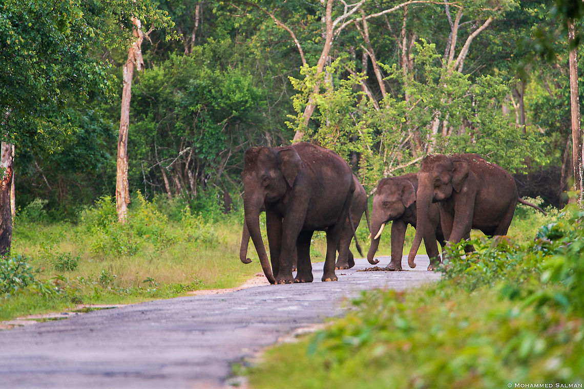 Elephant road block || Nagarhole || July 2018<br />
<a href="https://www.facebook.com/MohammedSalmanPics/" rel="nofollow">https://www.facebook.com/MohammedSalmanPics/</a> Asian elephant,Elephas maximus