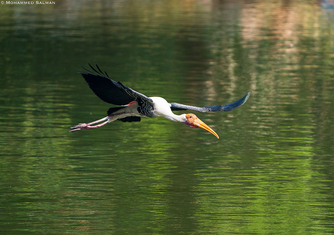 Painted stork in flight || Ranganathittu || Feb 2020 Mycteria leucocephala,Painted Stork