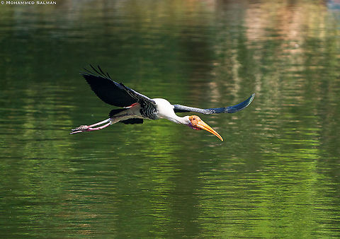 Painted stork in flight || Ranganathittu || Feb 2020 Mycteria leucocephala,Painted Stork