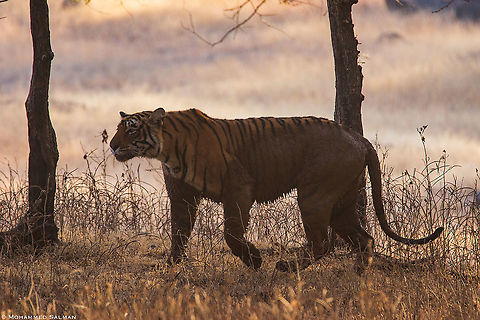 On the prowl || Ranthambore || Dec 2016. Bengal tiger,Panthera tigris tigris