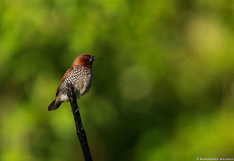 Scaly-breasted Munia || BRT || Oct 2020 Lonchura punctulata,Scaly-breasted munia