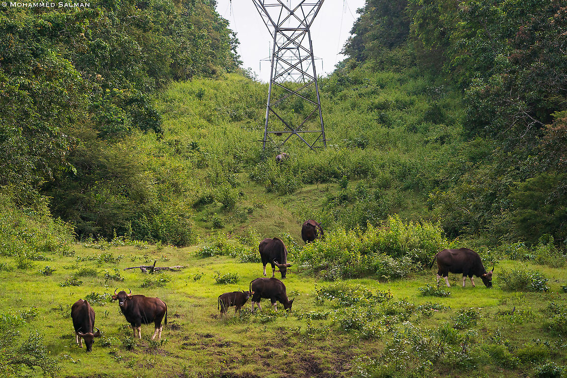 Gaur habitat || Kabini || Sept 2020<br />
<a href="https://www.facebook.com/MohammedSalmanPics" rel="nofollow">https://www.facebook.com/MohammedSalmanPics</a> Bos gaurus,Gaur