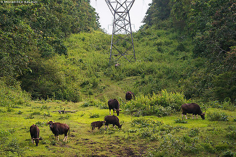 Gaur habitat || Kabini || Sept 2020
https://www.facebook.com/MohammedSalmanPics Bos gaurus,Gaur
