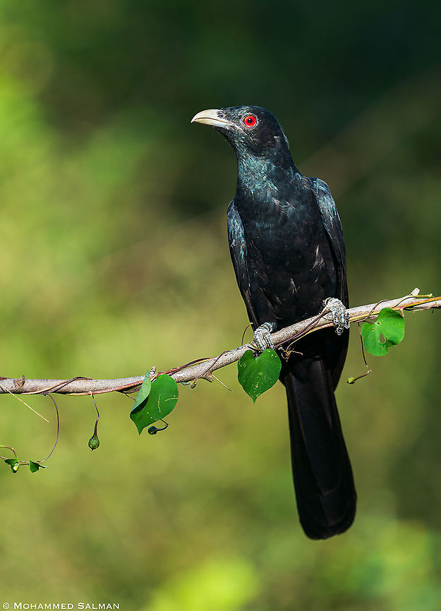 Asian koel portrait || Bangalore || Dec 2020 Asian koel,Eudynamys scolopaceus