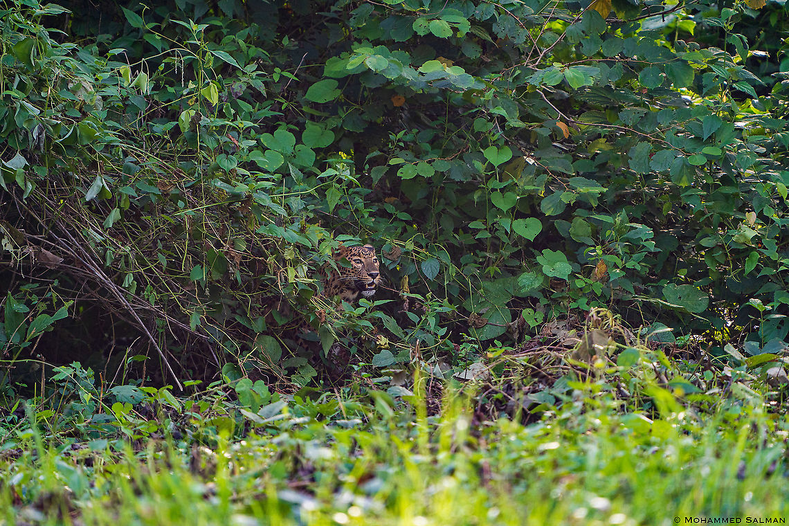 Leopard in the thicket || Kabini || Aug 2020 Leopard,Panthera pardus
