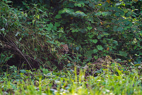 Leopard in the thicket || Kabini || Aug 2020 Leopard,Panthera pardus