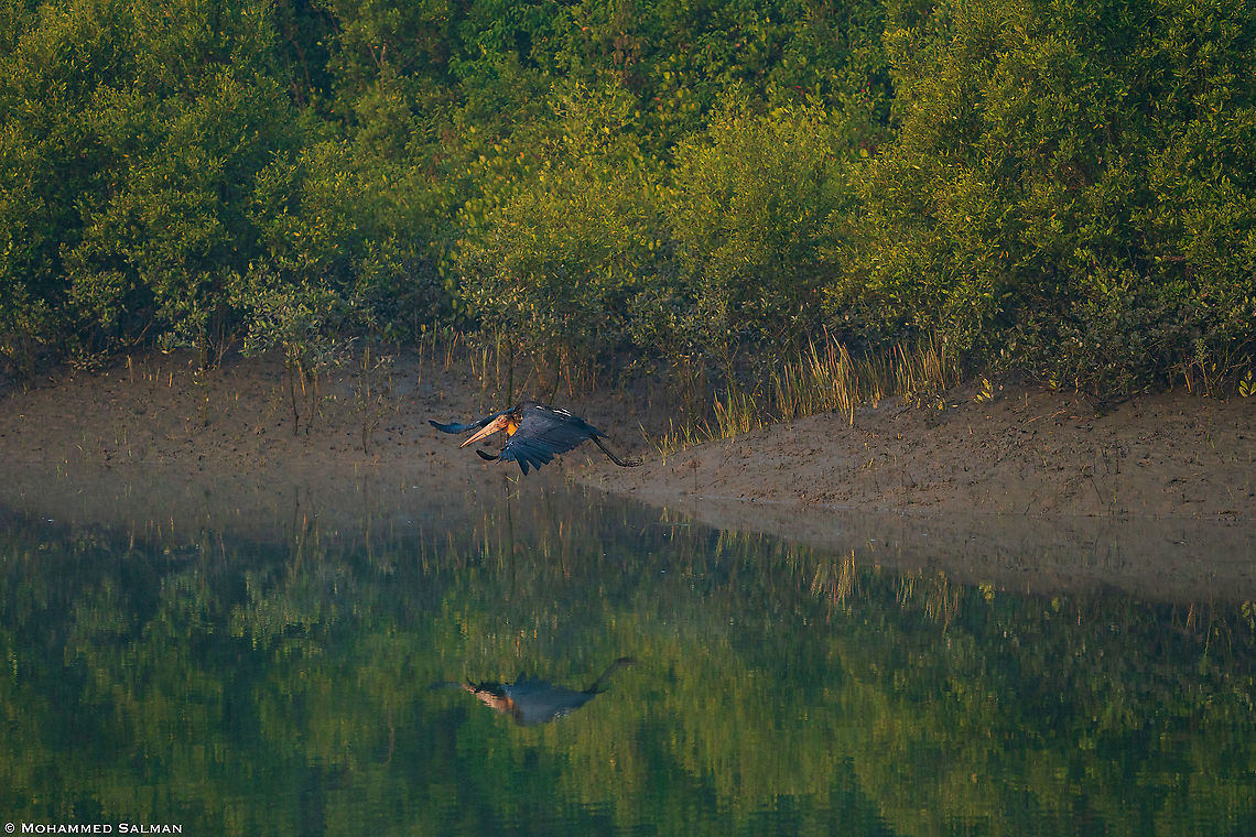 Habitat of the lesser adjutant stork || Sunderbans || Dec 2020<br />
<a href="https://www.facebook.com/MohammedSalmanPics/" rel="nofollow">https://www.facebook.com/MohammedSalmanPics/</a> Leptoptilos javanicus,Lesser Adjutant