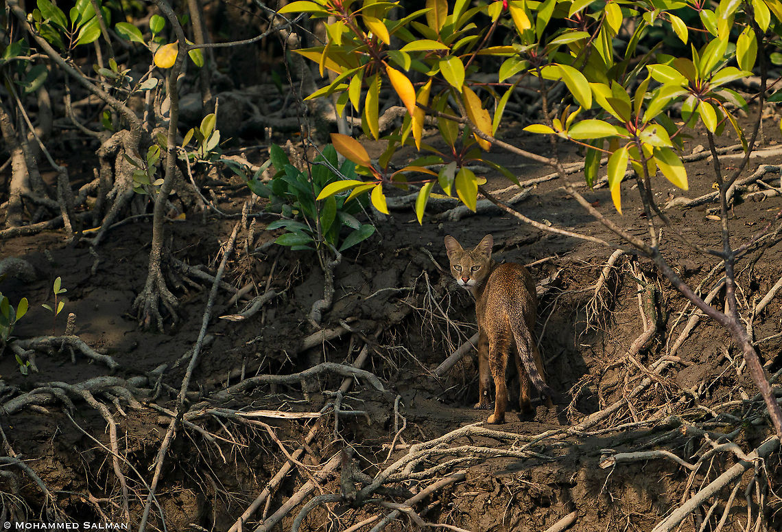 Jungle Cat || Sunderbans || Dec 2020 Felis chaus,Jungle cat