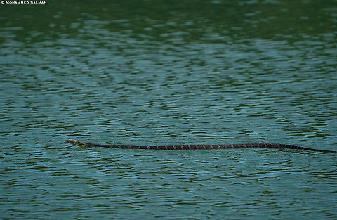 King Cobra || Sunderbans || Dec 2020 King cobra,Ophiophagus hannah