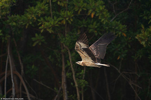 White-bellied sea eagle in flight || Sunderbans || Dec 2020
https://www.facebook.com/MohammedSalmanPics Haliaeetus leucogaster,White-bellied Sea Eagle