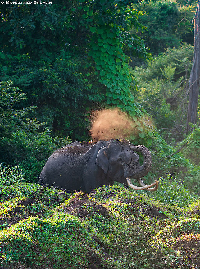 Elephant dust bath || Kabini || Sept 2020 Asian elephant,Elephas maximus