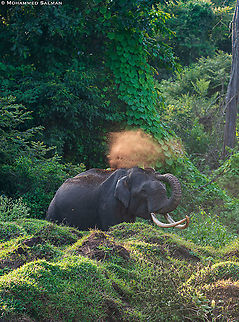 Elephant dust bath || Kabini || Sept 2020 Asian elephant,Elephas maximus