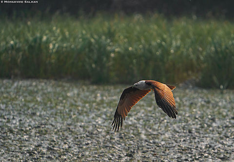 Brahminy kite in flight || Sunderbans || Dec 2020 Brahminy kite,Haliastur indus