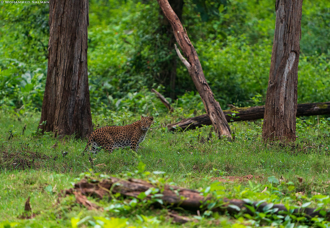 Leopard on the prowl || Kabini || Sept 2020 Leopard,Panthera pardus