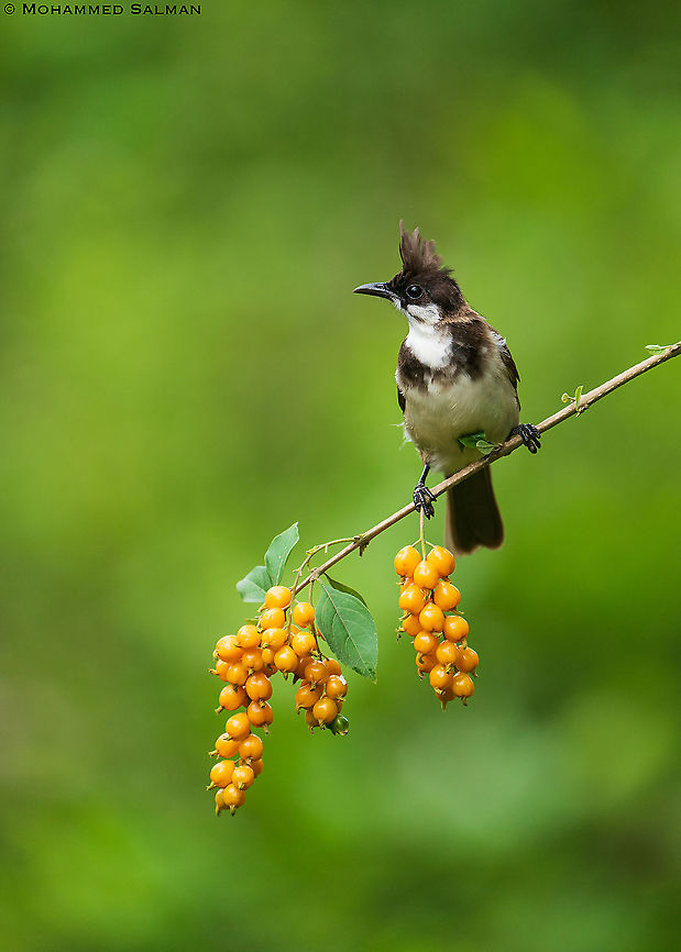 Red whiskered bulbul juvenile || Bangalore || Sept 2020<br />
<a href="https://www.facebook.com/MohammedSalmanPics" rel="nofollow">https://www.facebook.com/MohammedSalmanPics</a> Pycnonotus jocosus,Red Whiskered Bulbul