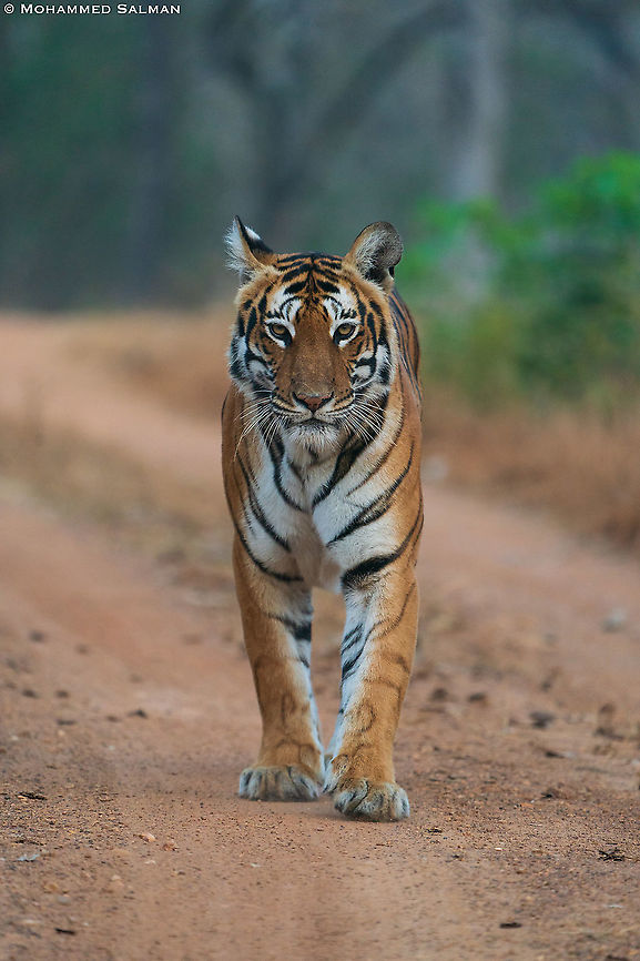 The big cat head-on || Bandipur || Feb 2021<br />
<a href="https://www.facebook.com/MohammedSalmanPics" rel="nofollow">https://www.facebook.com/MohammedSalmanPics</a> Bengal tiger,Panthera tigris tigris