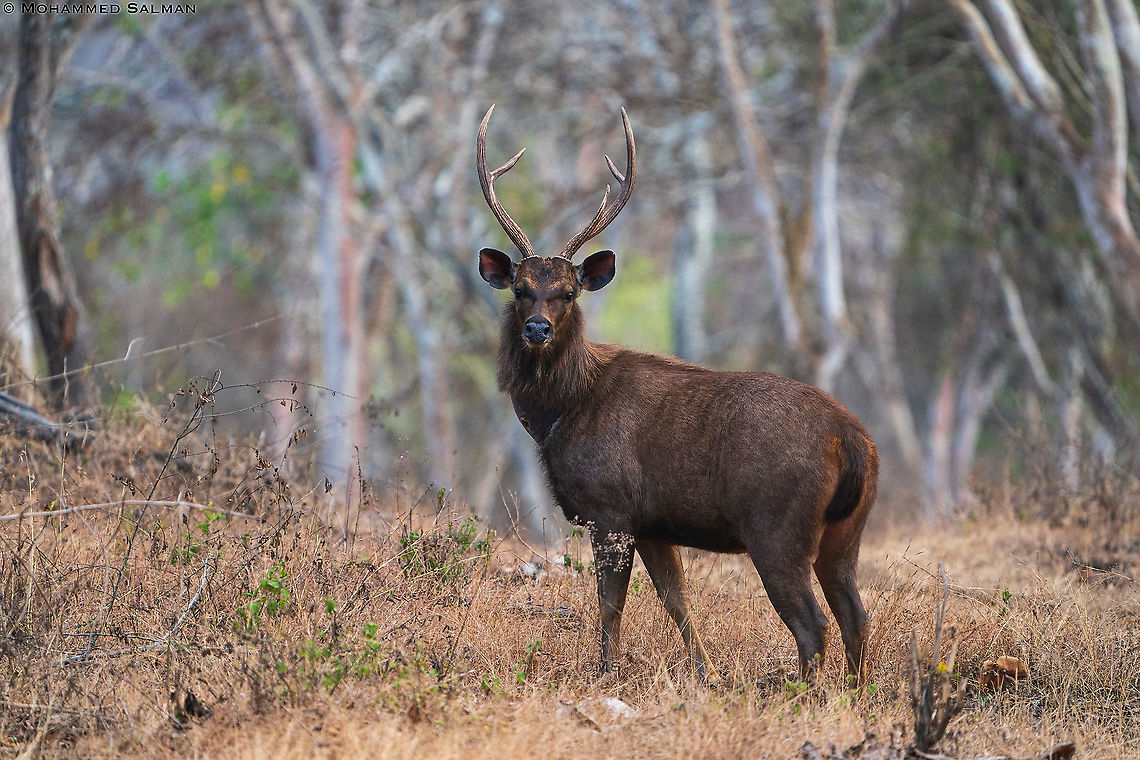 The sambar stag || Bandipur || Feb 2021 Rusa unicolor,Sambar