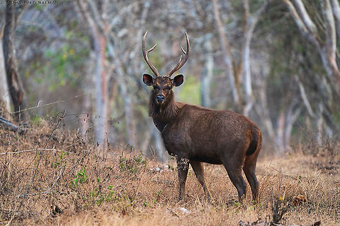 The sambar stag || Bandipur || Feb 2021 Rusa unicolor,Sambar