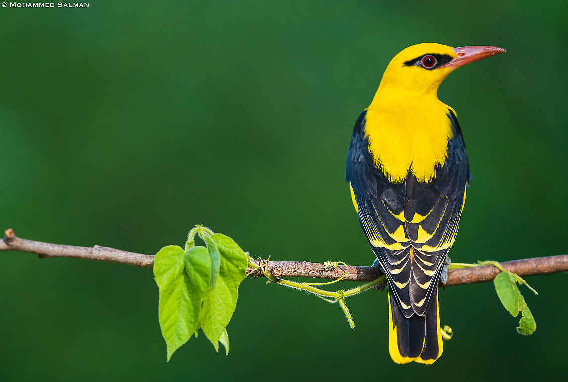 Golden Oriole || Bangalore || March 2021 Eurasian golden oriole,Oriolus oriolus