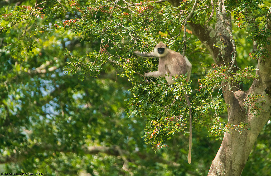 Grey langur || Bandipur || Sept 2018<br />
<a href="https://www.facebook.com/MohammedSalmanPics" rel="nofollow">https://www.facebook.com/MohammedSalmanPics</a> Northern plains gray langur,Semnopithecus entellus