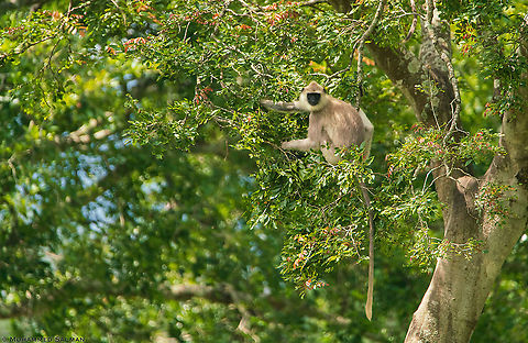 Grey langur || Bandipur || Sept 2018
https://www.facebook.com/MohammedSalmanPics Northern plains gray langur,Semnopithecus entellus
