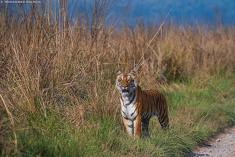 Grassland tigress || Dhikala, Corbett || March 2021 Bengal tiger,Panthera tigris tigris