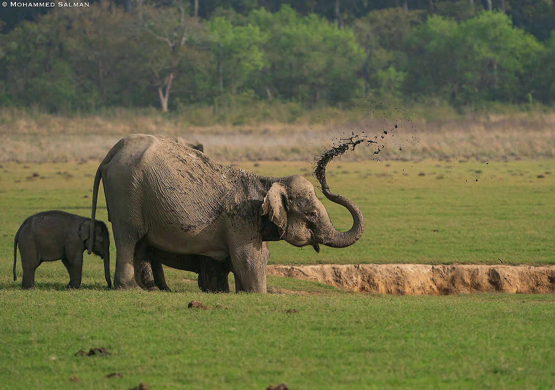 Elephant mud bath || Dhikala, Corbett || March 2021 Asian elephant,Elephas maximus