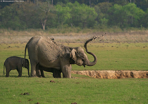 Elephant mud bath || Dhikala, Corbett || March 2021 Asian elephant,Elephas maximus