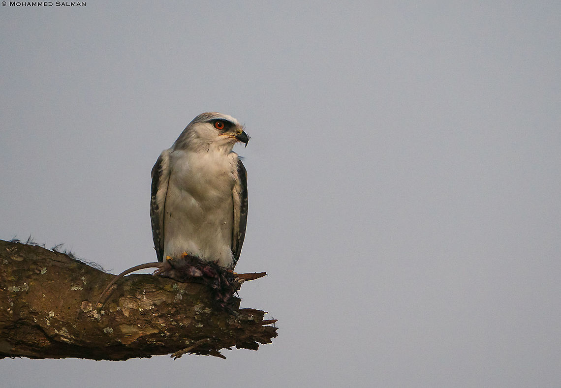 Black-winged kite with kill || Dhikala, Corbett || March 2021 Black-winged Kite,Elanus caeruleus