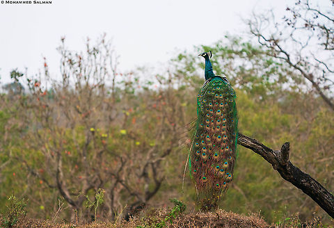 Peacock || Bandipur || Feb 2021 Indian peafowl,Pavo cristatus