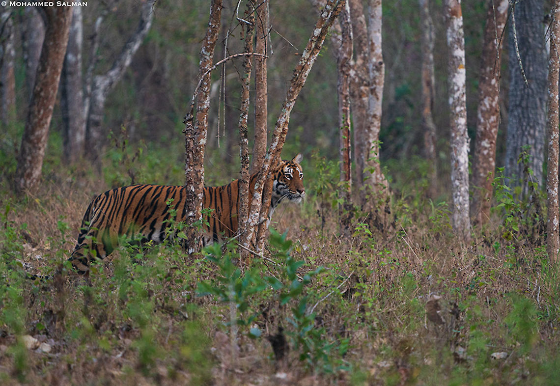 Tiger in the woods || Bandipur || Feb 2021<br />
A female tigress walks through the woods while patrolling her territory in the Bandipur Tiger Reserve Bengal tiger,Panthera tigris tigris