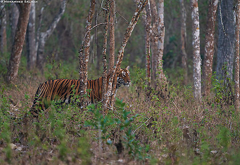 Tiger in the woods || Bandipur || Feb 2021
A female tigress walks through the woods while patrolling her territory in the Bandipur Tiger Reserve Bengal tiger,Panthera tigris tigris