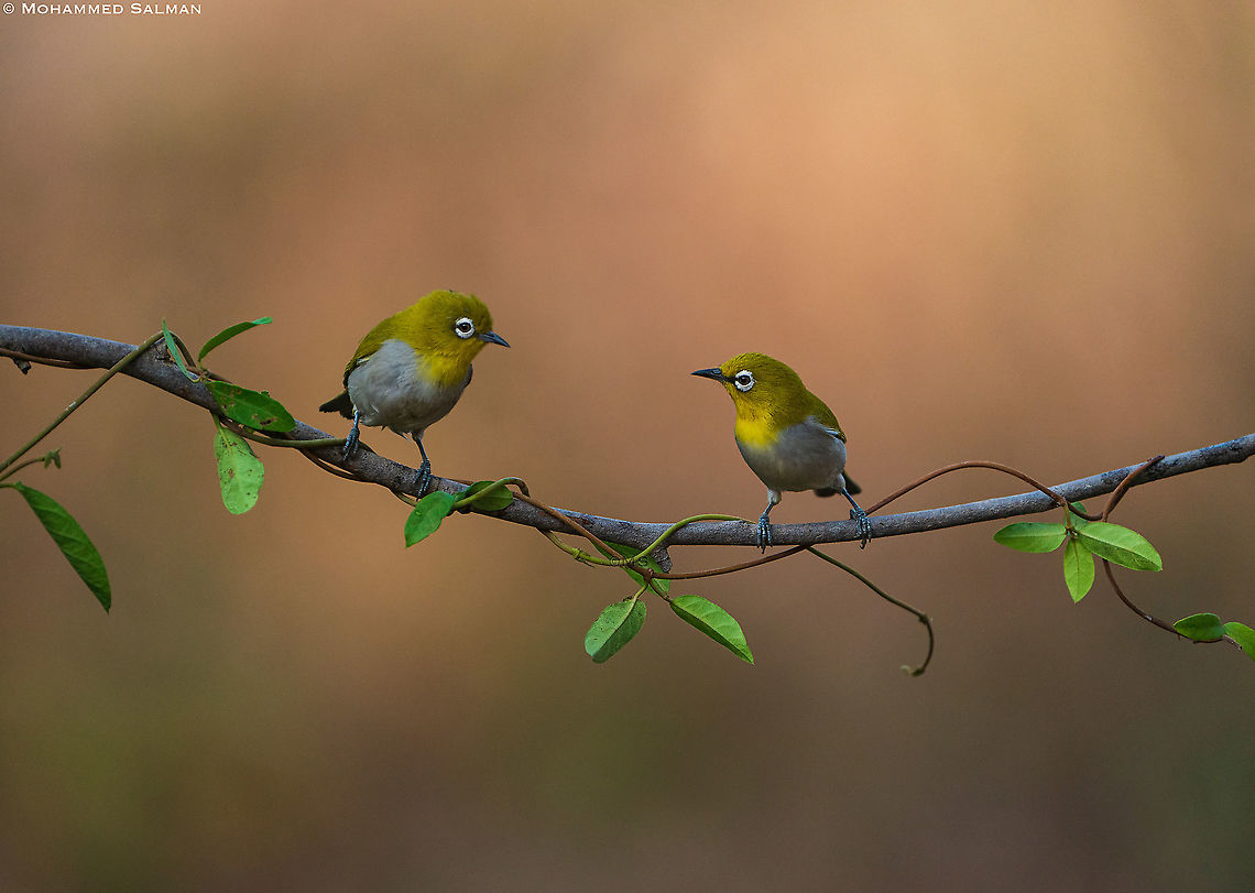 Oriental white eyes || Bangalore || April 2021 Oriental White-eye,Zosterops palpebrosus
