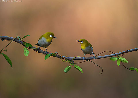 Oriental White-eye