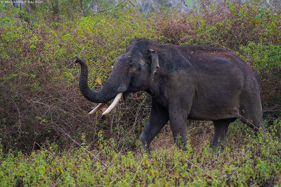 Tusker || Bandipur || Feb 2021<br />
 Asian elephant,Elephas maximus