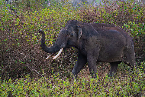 Tusker || Bandipur || Feb 2021
 Asian elephant,Elephas maximus