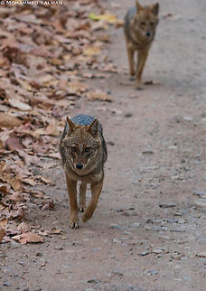 Jackals || Dhikala, Corbett || March 2021
 Canis aureus indicus,Indian jackal