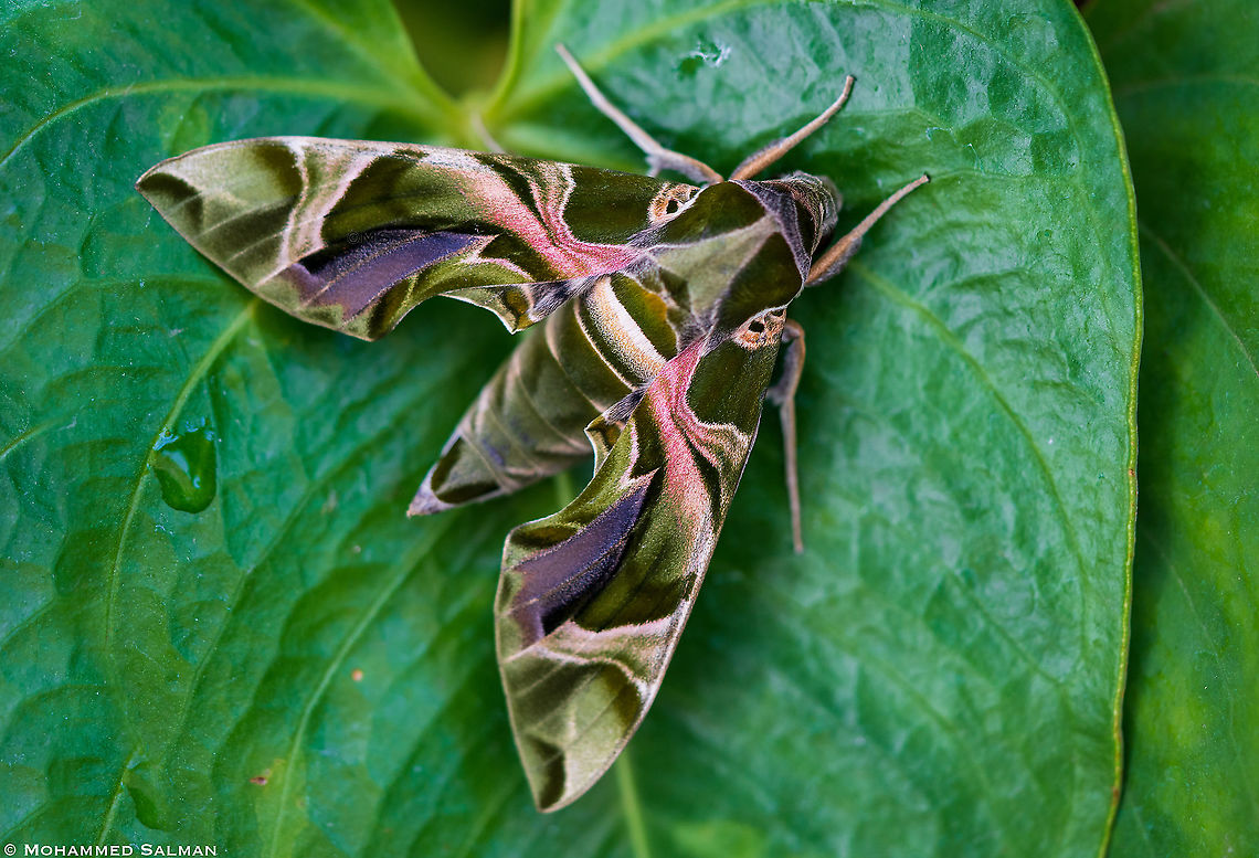 Oleander Hawkmoth It is also known as Army Green Moth because of the camouflage pattern on the wings            <br />
|| Bangalore || Jan 2021 Daphnis nerii,Oleander hawk-moth