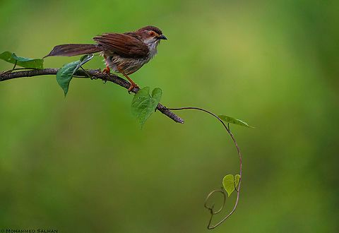Yellow-eyed babbler || Bangalore || Aug 2020 Chrysomma sinense,Yellow-eyed Babbler