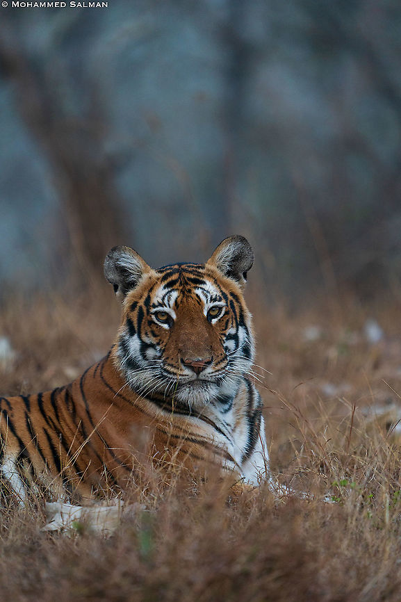 Portrait of tigress Sundari || Bandipur || Feb 2021 Bengal tiger,Panthera tigris tigris