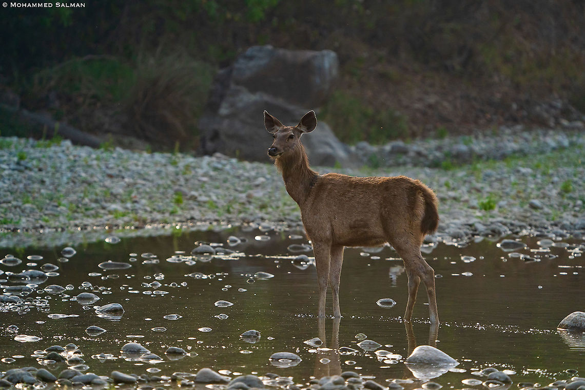 Sambar deer || Dhikala, Corbett || March 2021 Rusa unicolor,Sambar