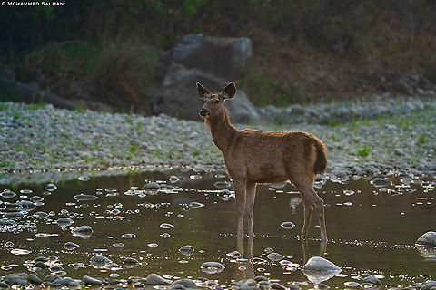 Sambar deer || Dhikala, Corbett || March 2021 Rusa unicolor,Sambar